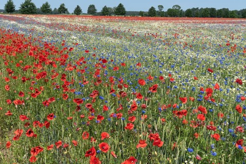 Flowering field with poppy flowers