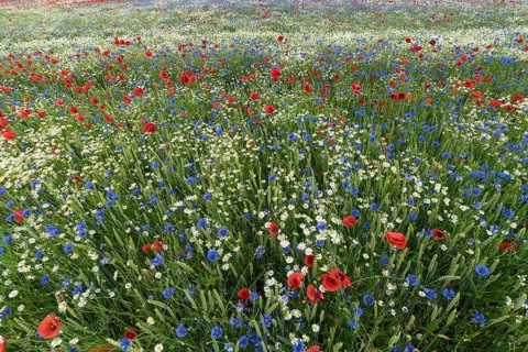 Flowering field with poppy flowers