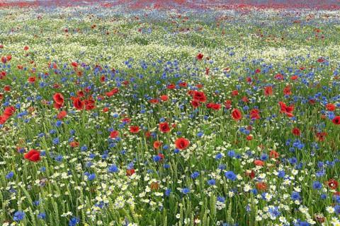 Flowering field with poppy flowers