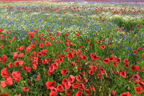 Flowering field with poppy flowers