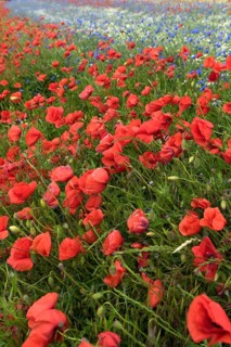 Flowering poppy flowers