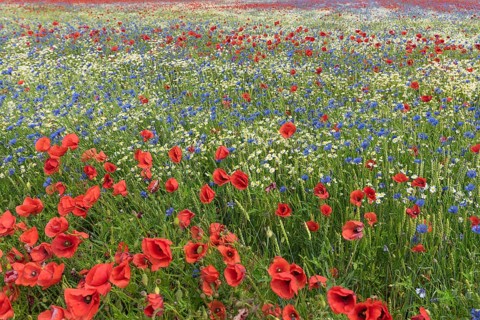 Flowering field with poppy flowers