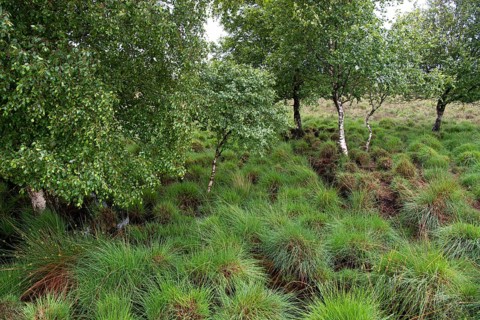 Bockholter Dose nature reserve