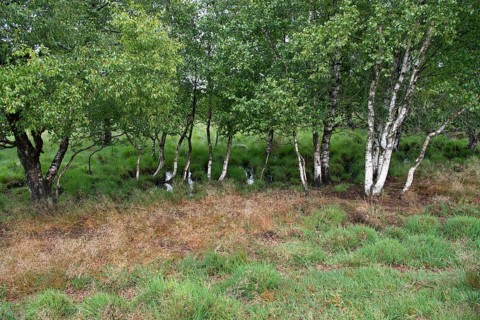 Bockholter Dose nature reserve