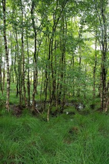Bockholter Dose nature reserve