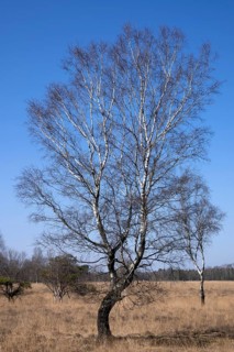 Bockholter Dose nature reserve