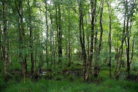 Bockholter Dose nature reserve