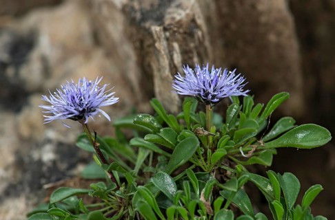 Heart-leaved globe daisy
