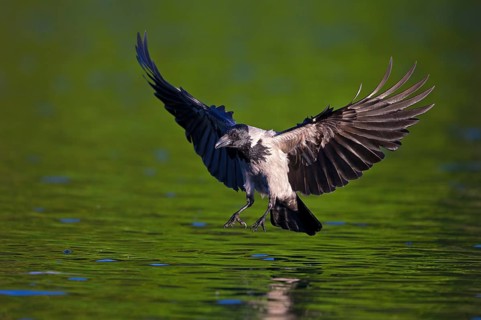 Hooded crow