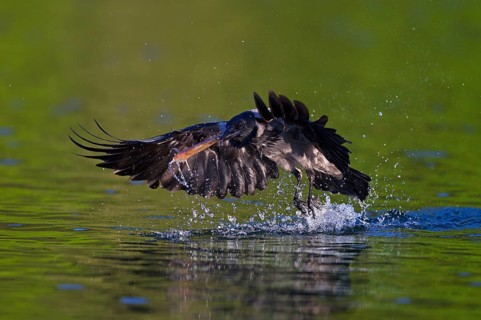 Hooded crow