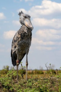 Shoebill