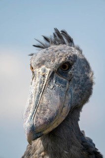 Shoebill