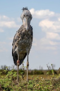 Shoebill