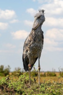 Shoebill