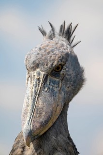 Shoebill