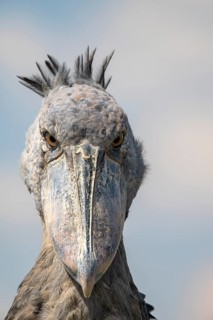 Shoebill