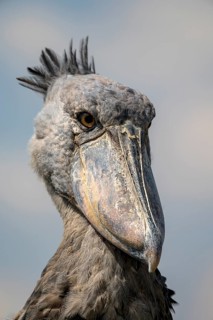 Shoebill