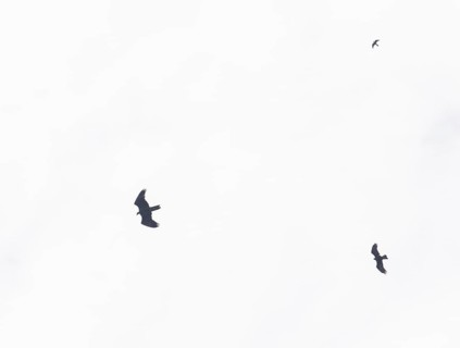 Flight image of bearded vulture