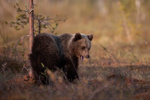 European brown bear