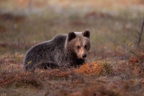 European brown bear