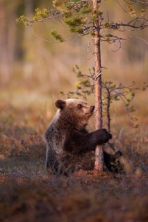 European brown bear