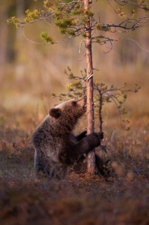 European brown bear