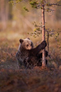 European brown bear