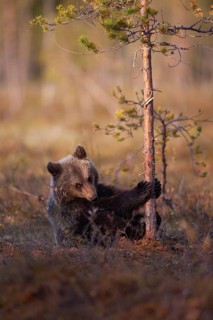 European brown bear