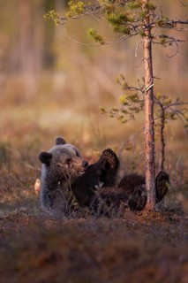European brown bear