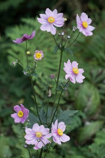 Chinese anemone