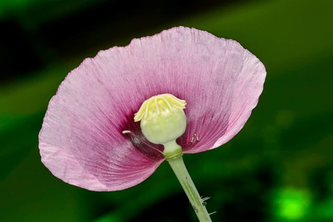 Oriental poppy