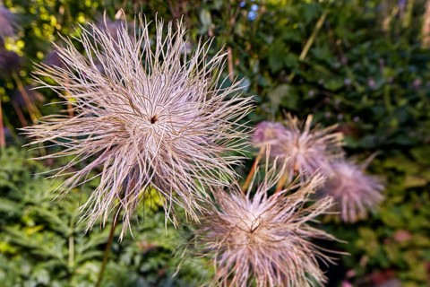 Pasque flower