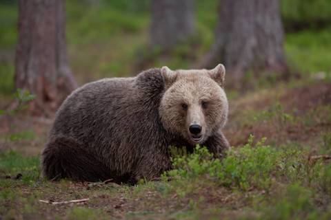 European brown bear