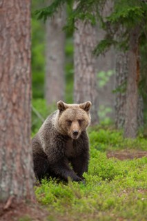 European brown bear