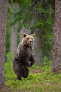 European brown bear