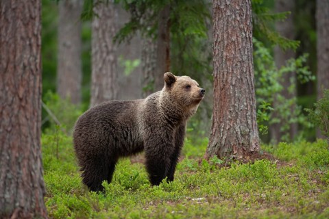 European brown bear