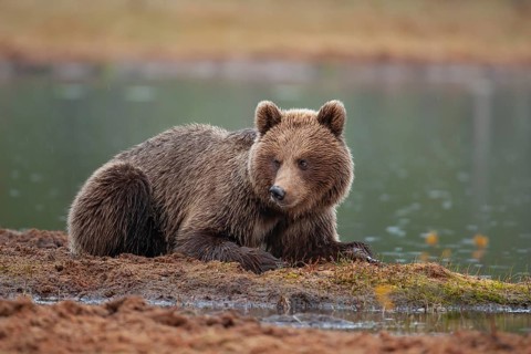 European brown bear