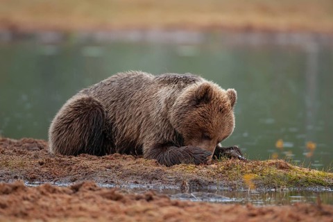 European brown bear