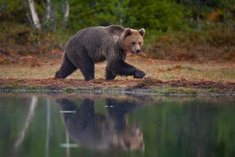 European brown bear