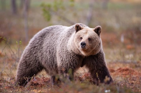 European brown bear