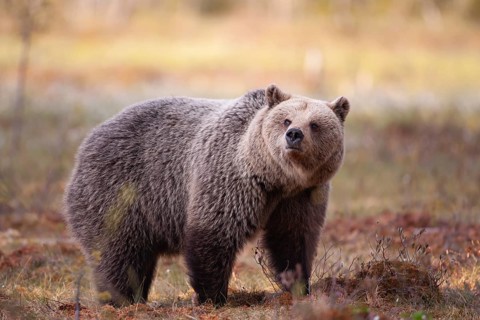 European brown bear