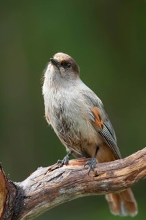 Siberian jay