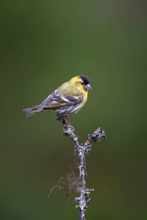 Siskin
