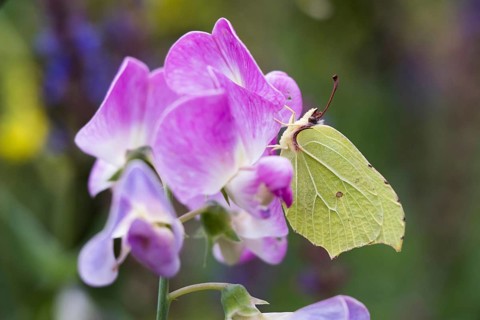 Brimstone