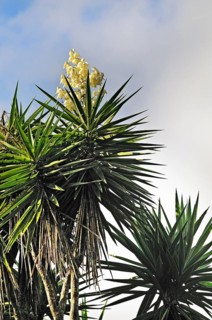 Flowering spanish bayonet