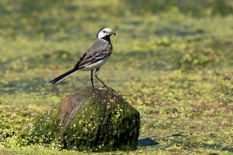 White wagtail