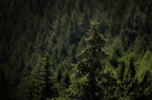 Treetop