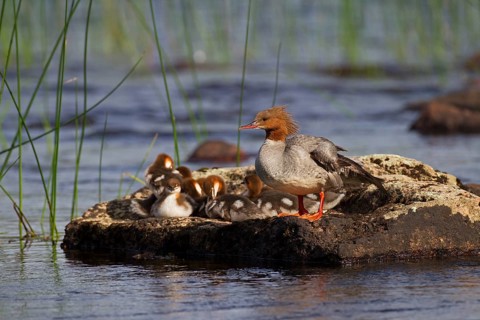 Common merganser