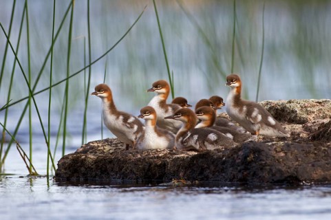 Common merganser