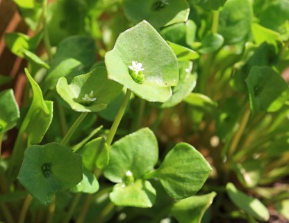 Purslane
